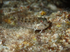 Parablennius incognitus
