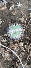 Gaillardia