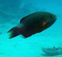 Oxycheilinus digramma