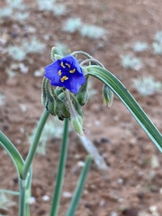 Tradescantia occidentalis