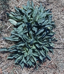 Goniolimon tataricum