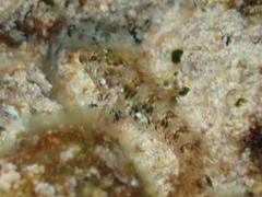 Parablennius incognitus