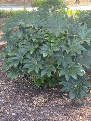 Fatsia