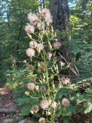 Lactuca biennis