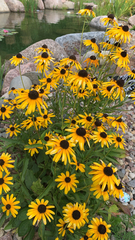 Rudbeckia