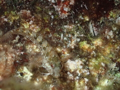 Parablennius incognitus