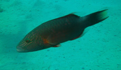 Oxycheilinus digramma