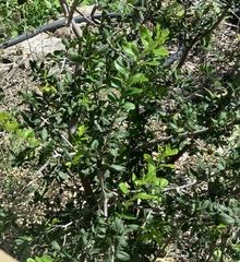 Diospyros texana