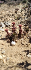 Crassula alpestris