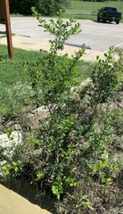 Diospyros texana