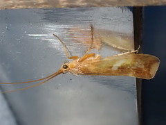 Limnephilus