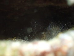 Parablennius sanguinolentus
