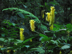 Aphelandra squarrosa