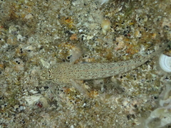 Gobius incognitus