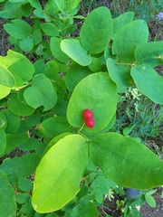 Lonicera utahensis