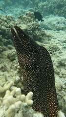 Gymnothorax meleagris