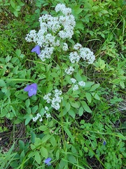Valeriana