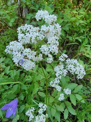 Valeriana