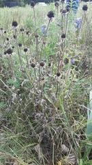 Rudbeckia