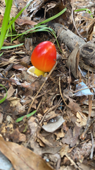 Amanita jacksonii