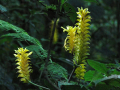 Aphelandra squarrosa