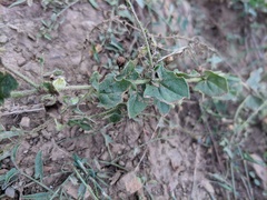 Kickxia elatine