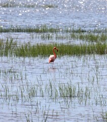 Phoenicopterus ruber