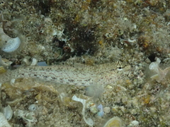 Gobius incognitus