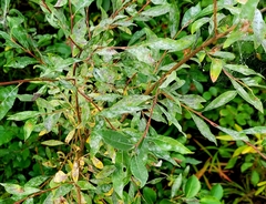 Salix bebbiana
