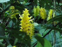 Aphelandra squarrosa