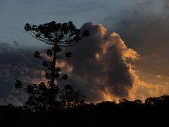 Araucaria angustifolia