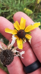 Rudbeckia