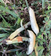 Leratiomyces percevalii