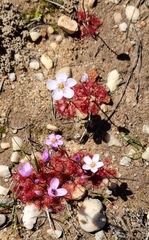 Drosera trinervia