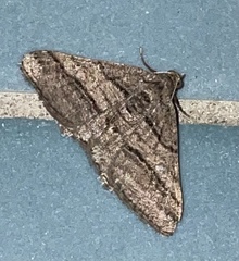 Digrammia continuata