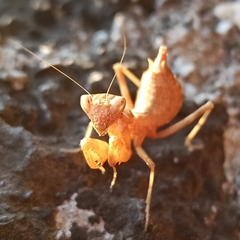 Ameles spallanzania