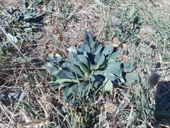 Goniolimon tataricum