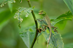 Bronchocela cristatella