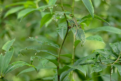 Bronchocela cristatella