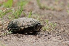 Kinosternon subrubrum subrubrum