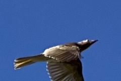 Sphecotheres vieilloti