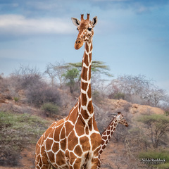 Giraffa camelopardalis reticulata