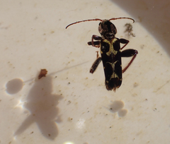 Neoclytus conjunctus