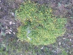 Potentilla incana