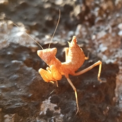 Ameles spallanzania