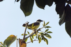 Pitangus sulphuratus