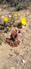 Crassula alpestris