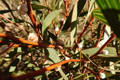 Hakea laurina