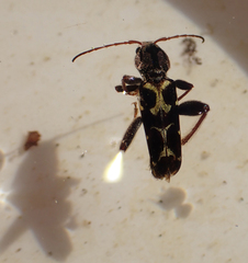 Neoclytus conjunctus