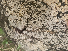 Xylobolus frustulatus